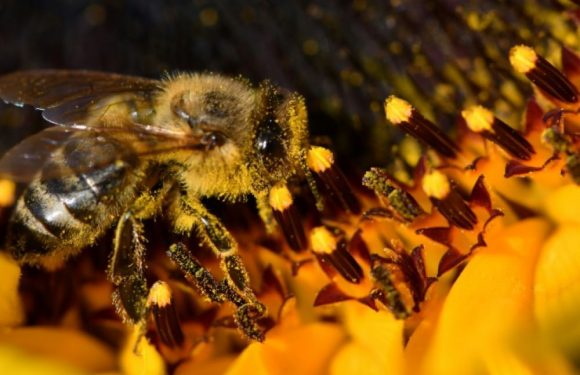 Abeilles: l&rsquo;interdiction de deux pesticides ne sera pas contestée