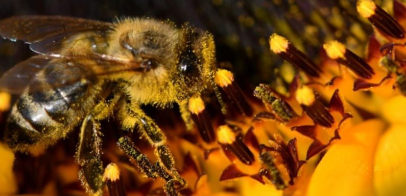 Abeilles: l’interdiction de deux pesticides ne sera pas contestée