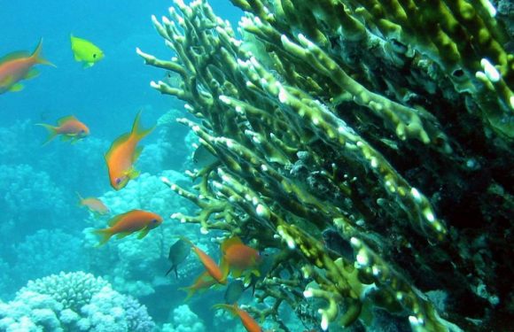 Pour survivre, les espèces rares se regroupent dans des « guettos »