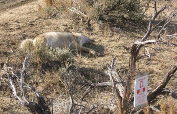 EPA Reauthorizes Use of &lsquo;Dangerous&rsquo; &lsquo;Cyanide Bombs&rsquo; That Kill Thousands of Animals Every Year