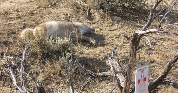 EPA Reauthorizes Use of ‘Dangerous’ ‘Cyanide Bombs’ That Kill Thousands of Animals Every Year