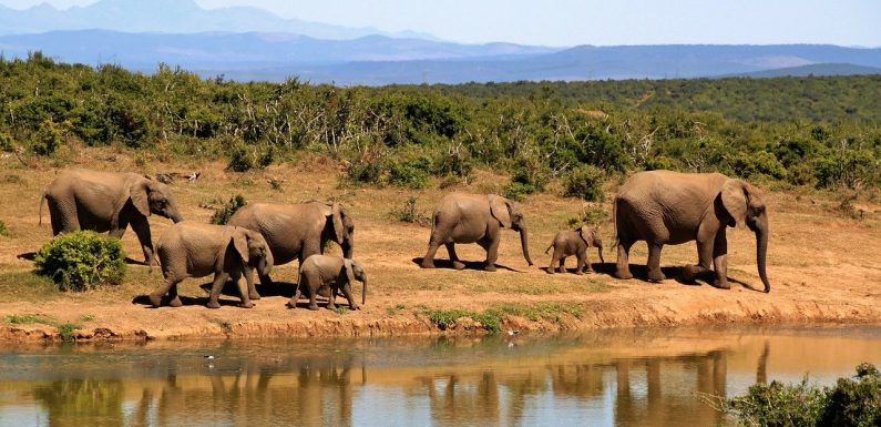Les éléphants d’Afrique pourraient disparaître d’ici 20 ans
