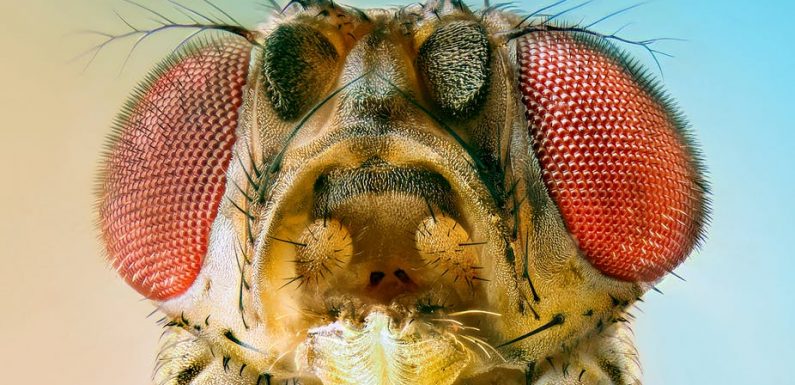 A 6,000-year-old fruit fly gave the world modern cheeses and yogurts