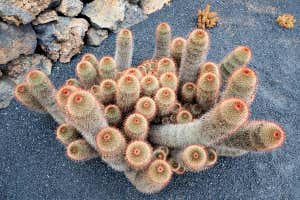 Recordings reveal that plants make ultrasonic squeals when stressed