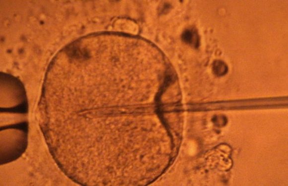 Révision de la loi bioéthique : Une première victoire contre l’eugénisme !