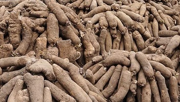 Togo :le paysan de Dankpen cultive au moins un hectare d’ignames /saison