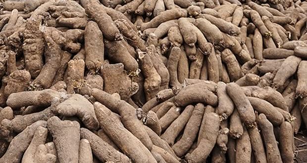 Togo :le paysan de Dankpen cultive au moins un hectare d’ignames /saison