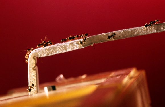 Les fourmis ne connaissent pas les embouteillages