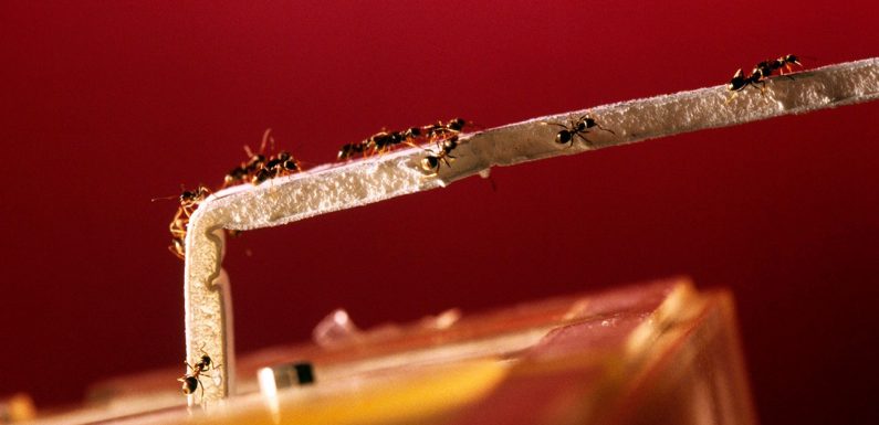 Les fourmis ne connaissent pas les embouteillages