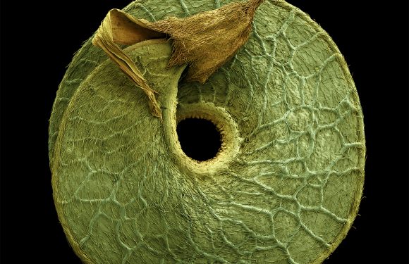 Colored Micrographs Magnify Pollen Seeds, Plant Cells, and Leaf Structures in Photographs by Rob Kesseler