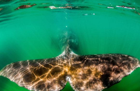 La baleine boréale, mammifère à la plus grande longévité, pourrait vivre jusqu&rsquo;à 268 ans