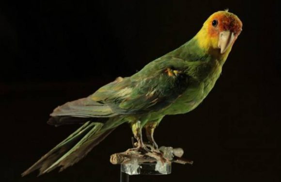 Le seul perroquet natif des Etats-Unis aurait disparu à cause de l&rsquo;homme
