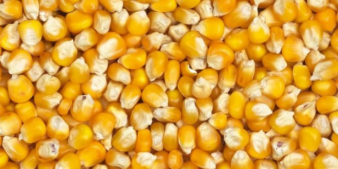 Togo: près de 886 630 tonnes de maïs produites de 2018-2019