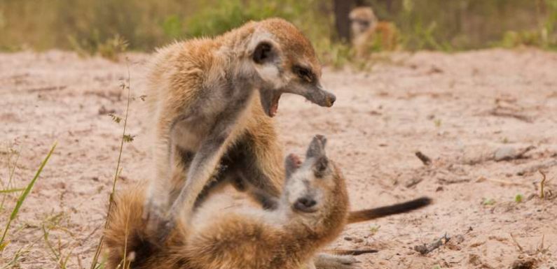 Le haka des suricates pour effrayer l’ennemi