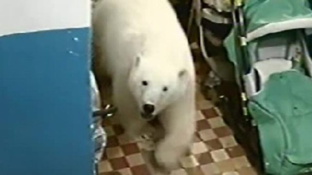 Ryrkaypiy: Far-north Russian village overrun by polar bears