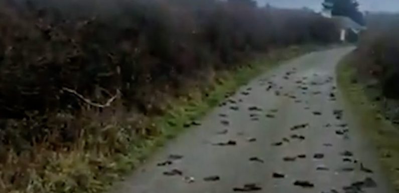 Des centaines d’oiseaux retrouvés morts sur une route du pays de Galles