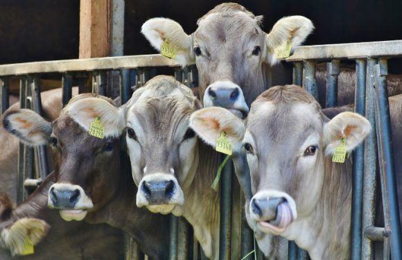 Pour respecter l’Accord de Paris, les pays développés doivent fixer un « pic de viande » à ne pas dépasser d’ici 2030