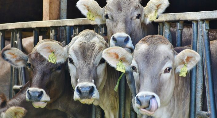 Pour respecter l’Accord de Paris, les pays développés doivent fixer un « pic de viande » à ne pas dépasser d’ici 2030