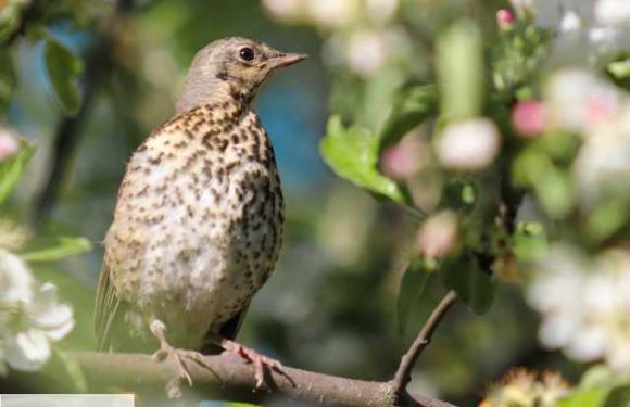 Le réchauffement climatique a un impact sur la taille et l&rsquo;envergure des oiseaux