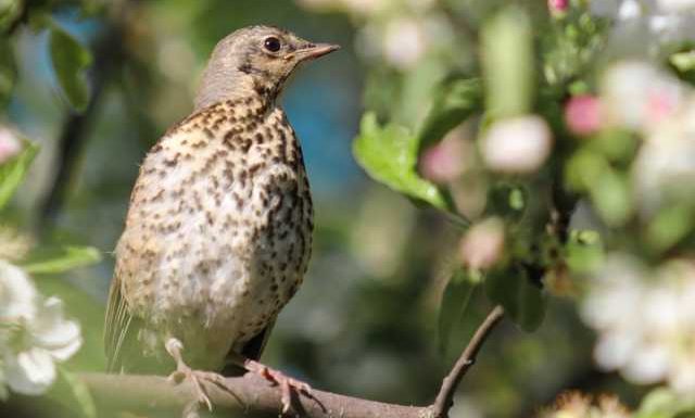 Le réchauffement climatique a un impact sur la taille et l’envergure des oiseaux