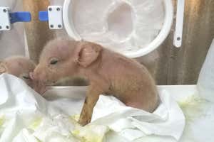 Exclusive: Two pigs engineered to have monkey cells born in China