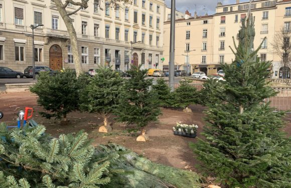 Lyon : des manifestants brûlent des sapins de Noël en vente à Bellecour