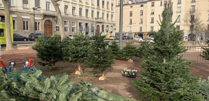 Lyon : des manifestants brûlent des sapins de Noël en vente à Bellecour