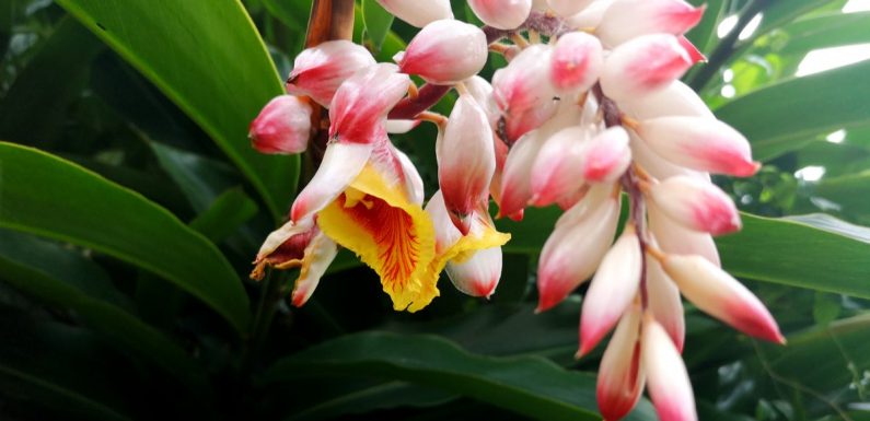 La déforestation en Guadeloupe menace 256 espèces de plantes