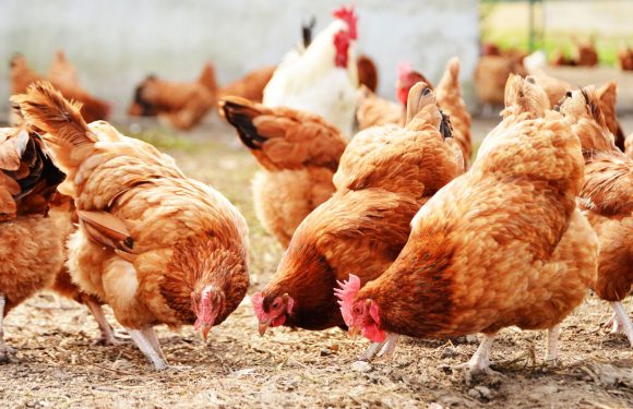 27,000 chickens to be culled after bird flu detected on farm in Suffolk