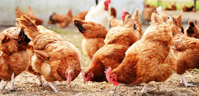 27,000 chickens to be culled after bird flu detected on farm in Suffolk