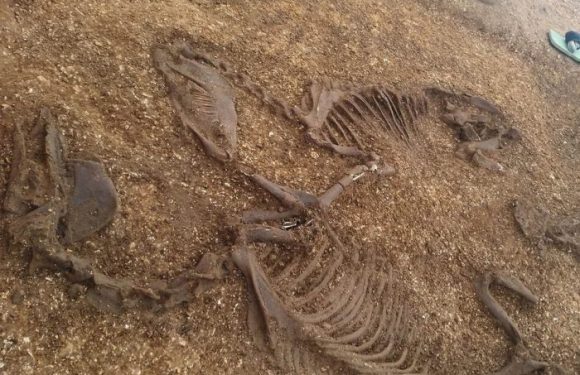 Un guerrier celte vieux de 2000 ans retrouvé enterré avec son char et ses poneys