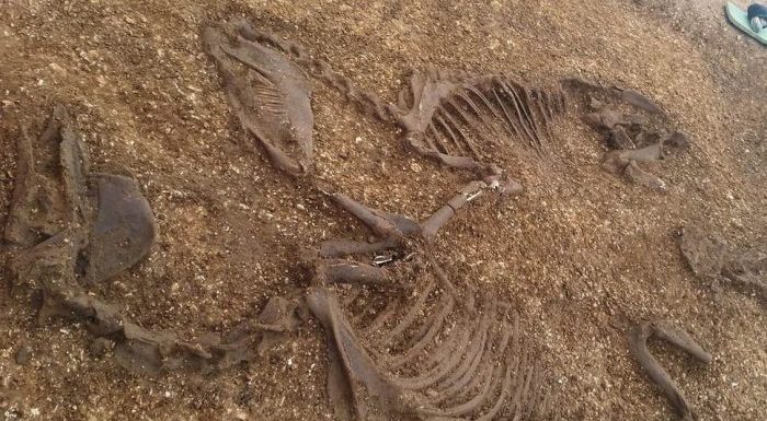 Un guerrier celte vieux de 2000 ans retrouvé enterré avec son char et ses poneys