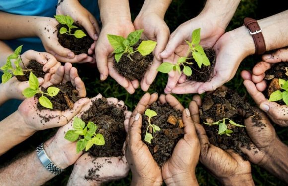 Téléthon des arbres : le Danemark a commencé les plantations