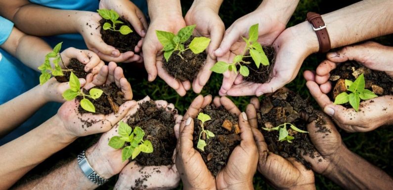Téléthon des arbres : le Danemark a commencé les plantations
