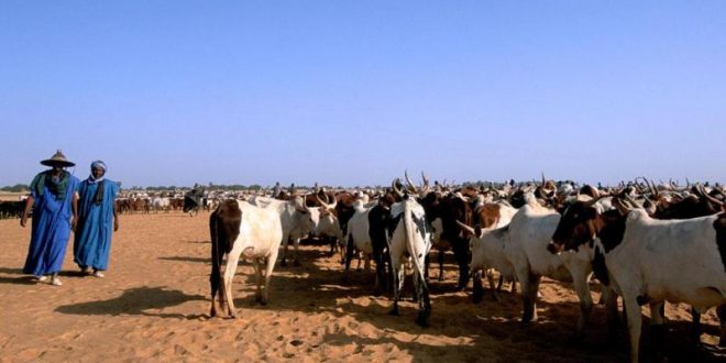 Togo : transhumance, aucun conflit mortel en 2019 !