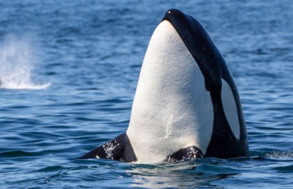 Les grands-mères orques jouent un rôle essentiel dans la survie des jeunes enfants