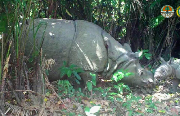 Javan Rhino Increases to 72 in Latest Count
