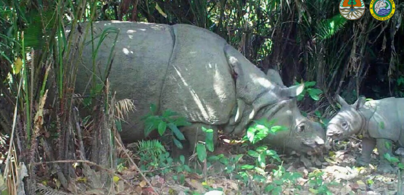 Javan Rhino Increases to 72 in Latest Count