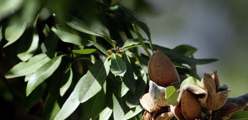 Succès du lait d’amande : les abeilles ne disent pas merci aux bobos bio