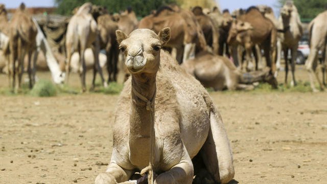 10.000 chameaux vont être abattus par hélicoptère en Australie