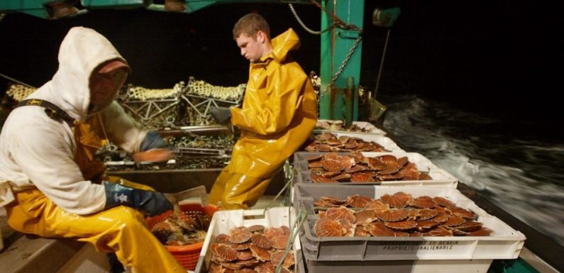 La coquille Saint-Jacques : révélatrice de la pollution et sentinelle de l’océan