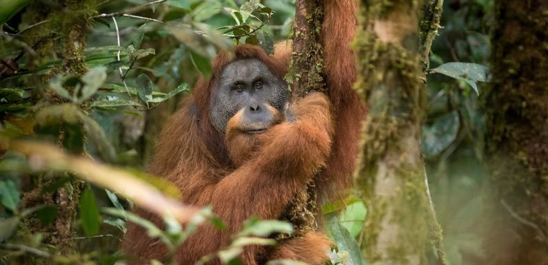 Un barrage hydroélectrique menace d’extinction l’orang-outan de Tapanuli
