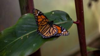 Homero Gómez: Missing Mexican butterfly activist found dead