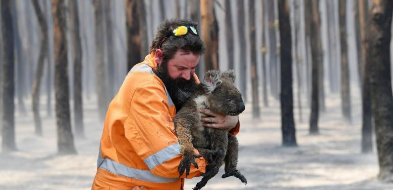 Australie : plus d’un milliard d’animaux morts dans les feux