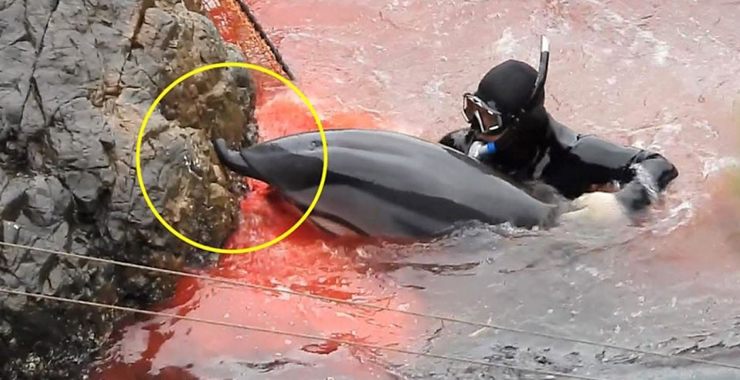 Plus de 120 dauphins tués par des plongeurs depuis le 6 janvier dans l’indifférence générale