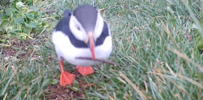 Two puffins scratched their itches with sticks — the first evidence that seabirds can use tools