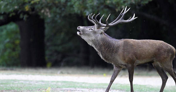 Oise : des chasseurs abattent un célèbre cerf de la forêt de Laigue