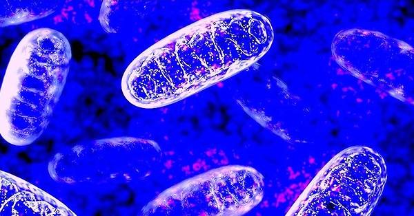 L’incroyable découverte de milliards de mitochondries dans le sang