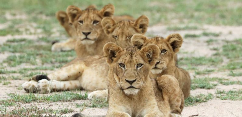 Afrique du Sud : le trafic des griffes et des dents de lions