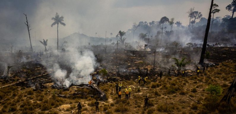 Brésil : la déforestation en Amazonie a augmenté de 85 % en 2019